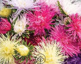 Aster Valkyrie Mix Seeds, 25 Seeds, Callistephus chinensis