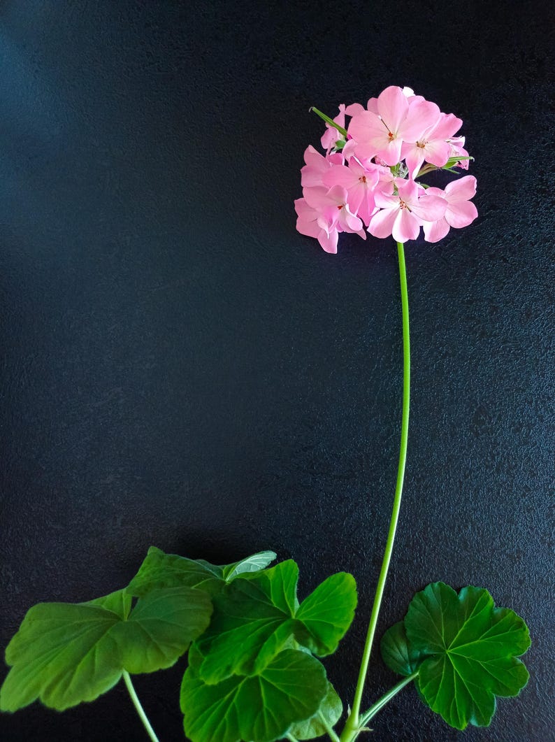 Geranium Bullseye Light Pink Seeds Annual Flower Seeds Pelargonium X