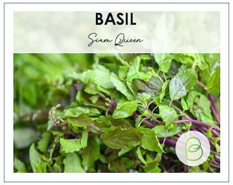 Siam Queen Basil Seeds, Heirloom Seeds, non-GMO, Garden Herb Seeds, Ocimum basilicum, Annual