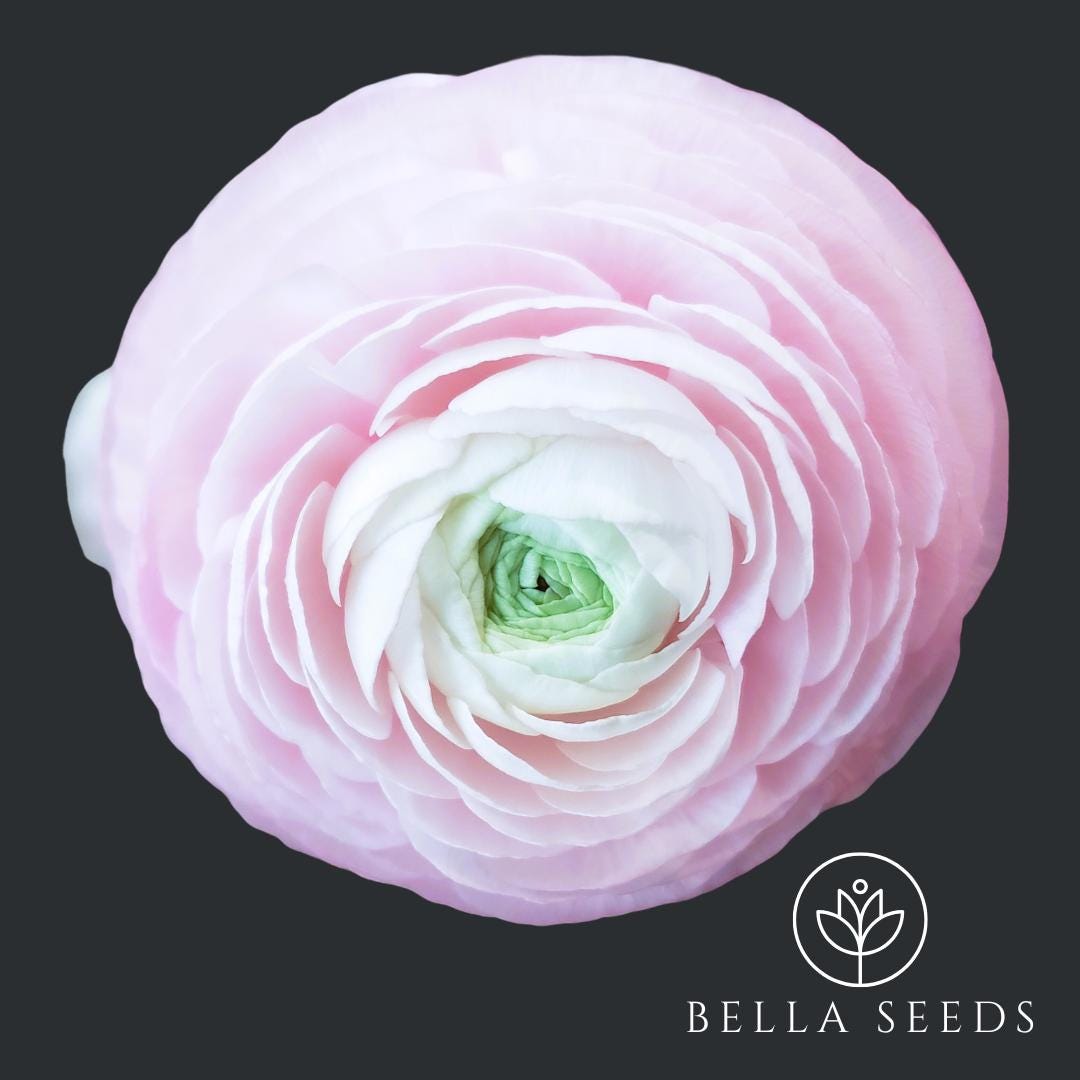 Clone Ranunculus Clone Ginette Ranunculus Corms: Pastel Pink Persian Buttercups (5-6cm ...