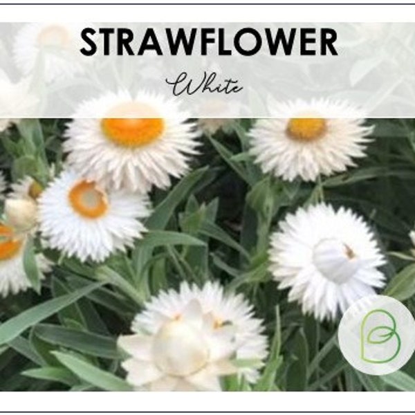 White Strawflower Seeds, Helichrysum Bracteatum