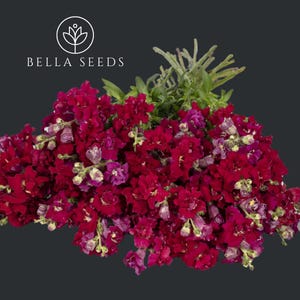 Snapdragon Madame Butterfly Red seeds, Antirrhinum, Cut Flower