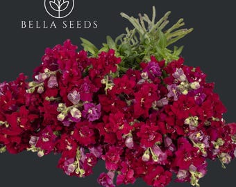 Snapdragon Madame Butterfly Red seeds, Antirrhinum, Cut Flower