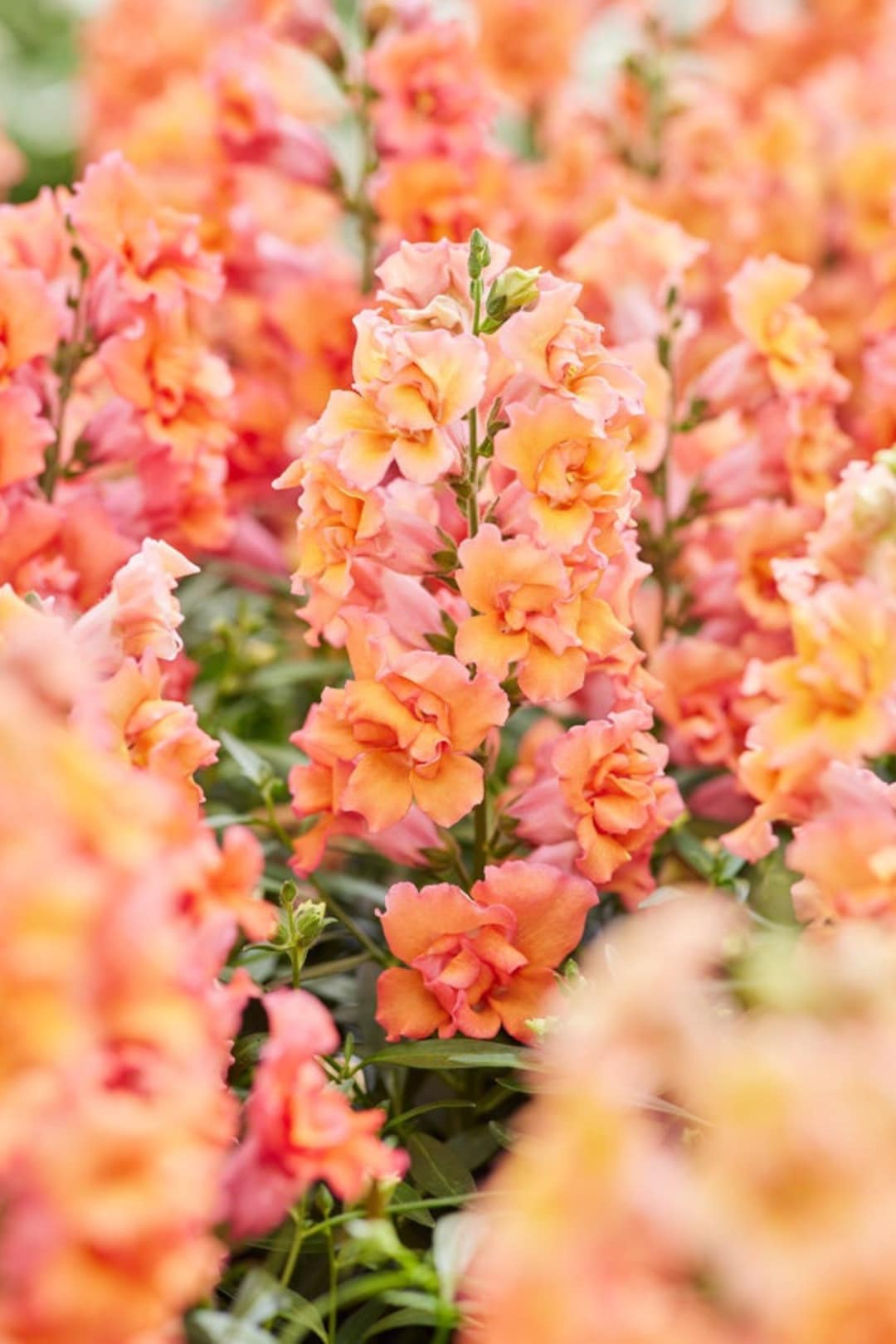 Snapdragon Twinny Bronze 10 Seeds F1 Dwarf Snapdragon Double Etsy