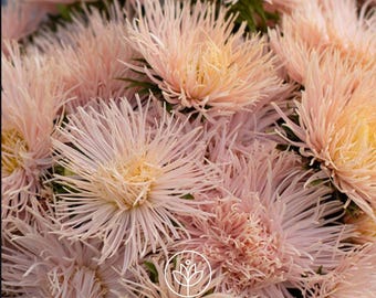 Aster Valkyrie Brunhilde Chamois Seeds, 25 Seeds