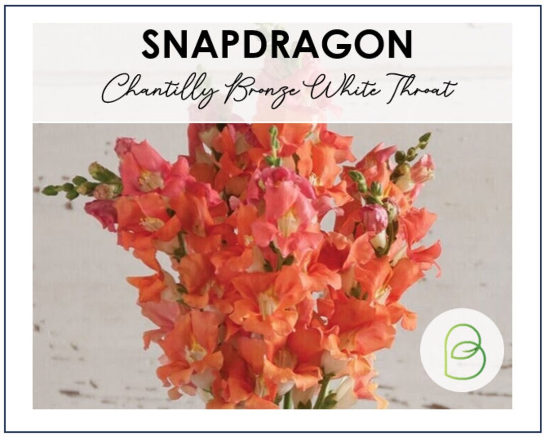Snapdragon Chantilly Bronze White Throat Seeds Etsy
