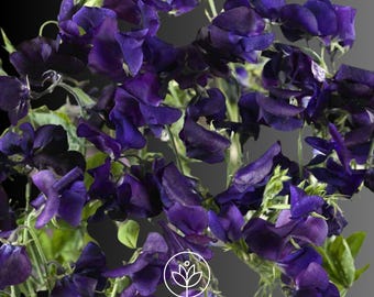 Royal Navy Sweet Pea Seeds,  10+ seeds, Lathyrus odoratus