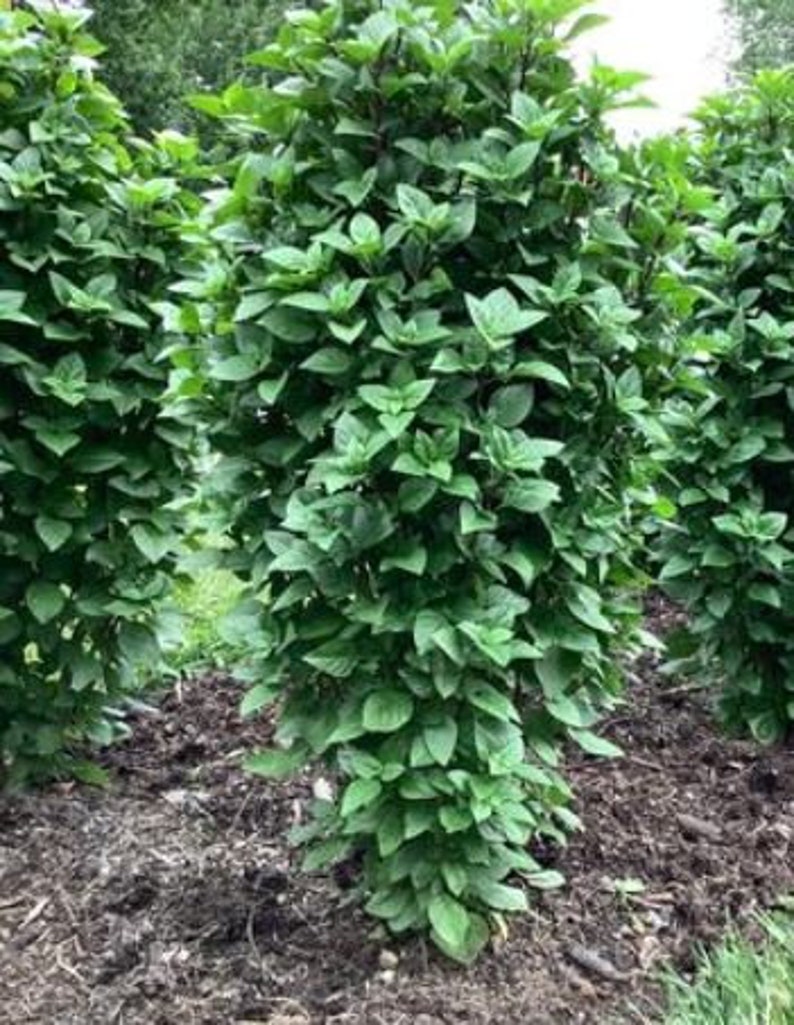 Bella Basil Everleaf Thai Towers - Thumbnail 5