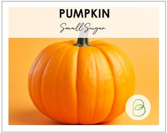 Small Sugar Pumpkin Seeds, 10 Seeds