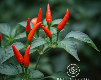 Thai Hot Ornamental Pepper Seeds