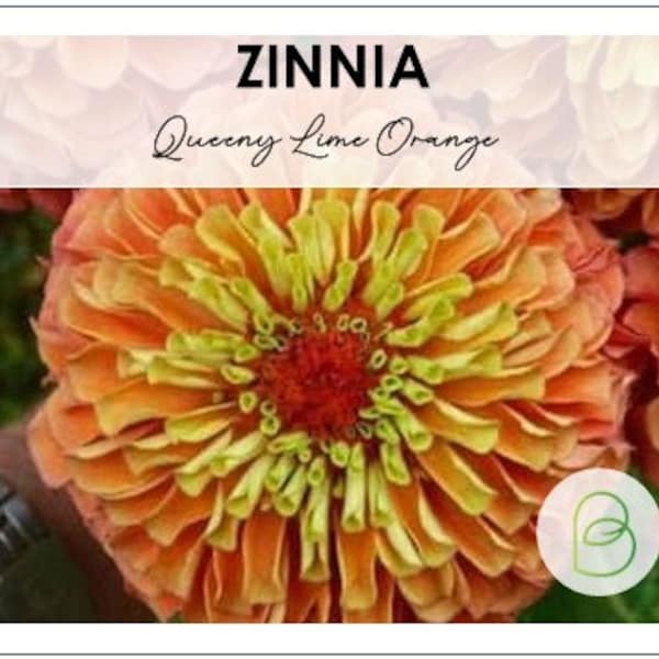 Zinnia Queen Lime Orange 15 Seeds, Zinnia Elegans, Queen Series, Cut Flower Seeds, Wedding Flowers