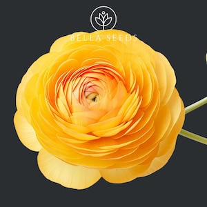 May include: A bright yellow ranunculus flower with many petals, set against a dark grey background. The text "BELLA SEEDS" is above the flower. The flower's stem is visible.