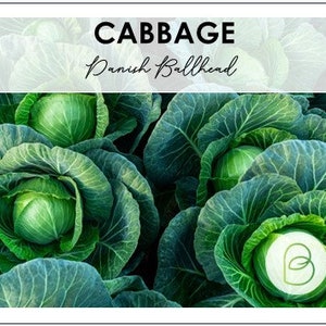 May include: Close-up of a field of green cabbage heads. The cabbage is a Danish Ballhead variety.