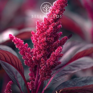 May include: Close-up of a vibrant red amaranth plant with a textured, spiky flower head. The plant has deep red leaves and stems, with the Bella Seeds logo in the background. The image is a close-up, highlighting the plant's details.