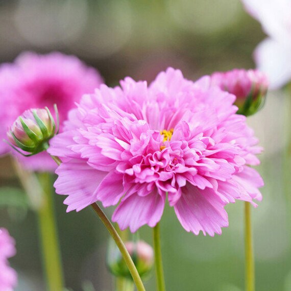 Cosmos Double Dutch Rose 50 Seeds, Cosmos Bipinnatus 50 Seeds