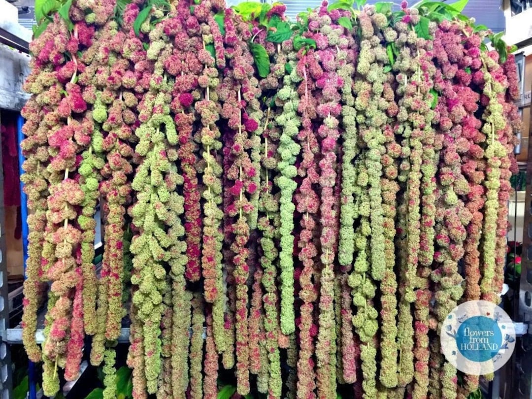 50 Mira Amaranth Seeds Amaranthus Caudatus Etsy
