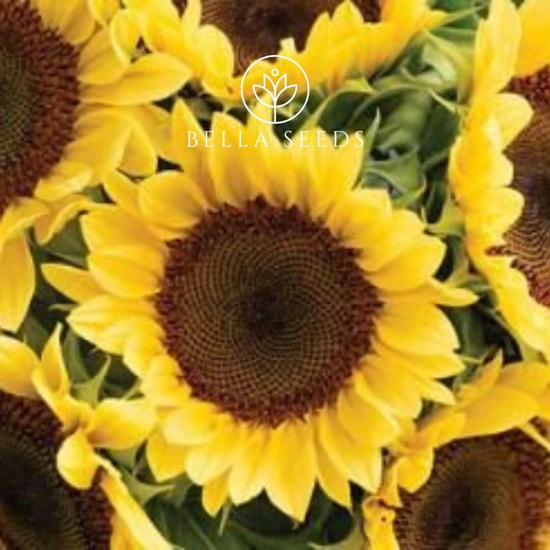 Sunflower Procut Peach Seeds Sunflower 10 Seeds, F1 Seeds, Hybrid