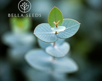 Small Leaved Gum Eucalyptus Seeds