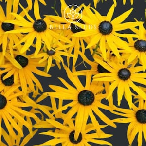 Rudbeckia Goldsturm 25+ Seeds, Rudbeckia Fulgida, Black eyed susan Seeds