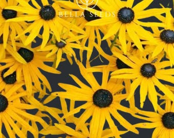 Rudbeckia Goldsturm 25+ Seeds, Rudbeckia Fulgida, Black eyed susan Seeds
