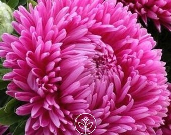 Aster Milady Rose Seeds, 25 Seeds