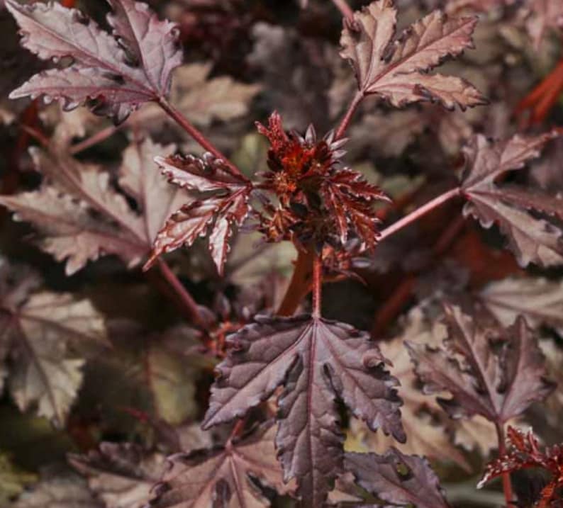 Bella Hibiscus Seeds - Thumbnail 2