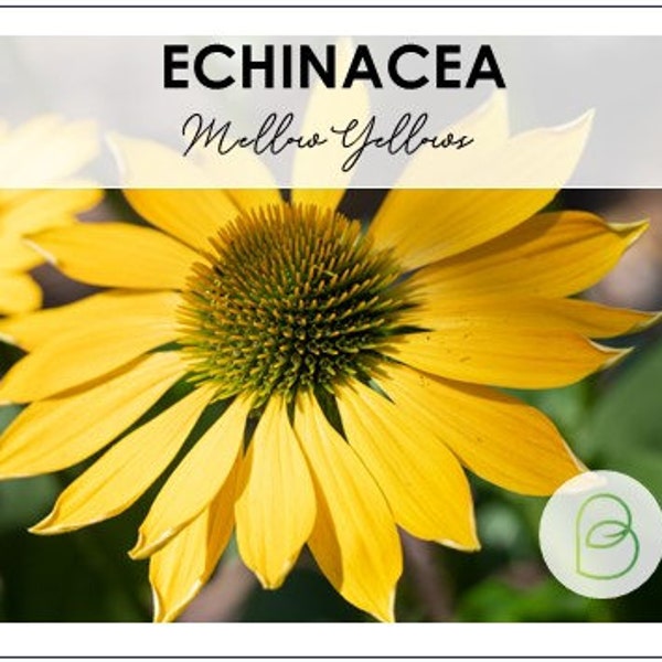 Mellow Yellows Coneflower, Echinacea 10 Seeds, Rare Seeds, Gift for Gardener, Perennial Flower seeds, Cut Flowers, Wedding Bouquet