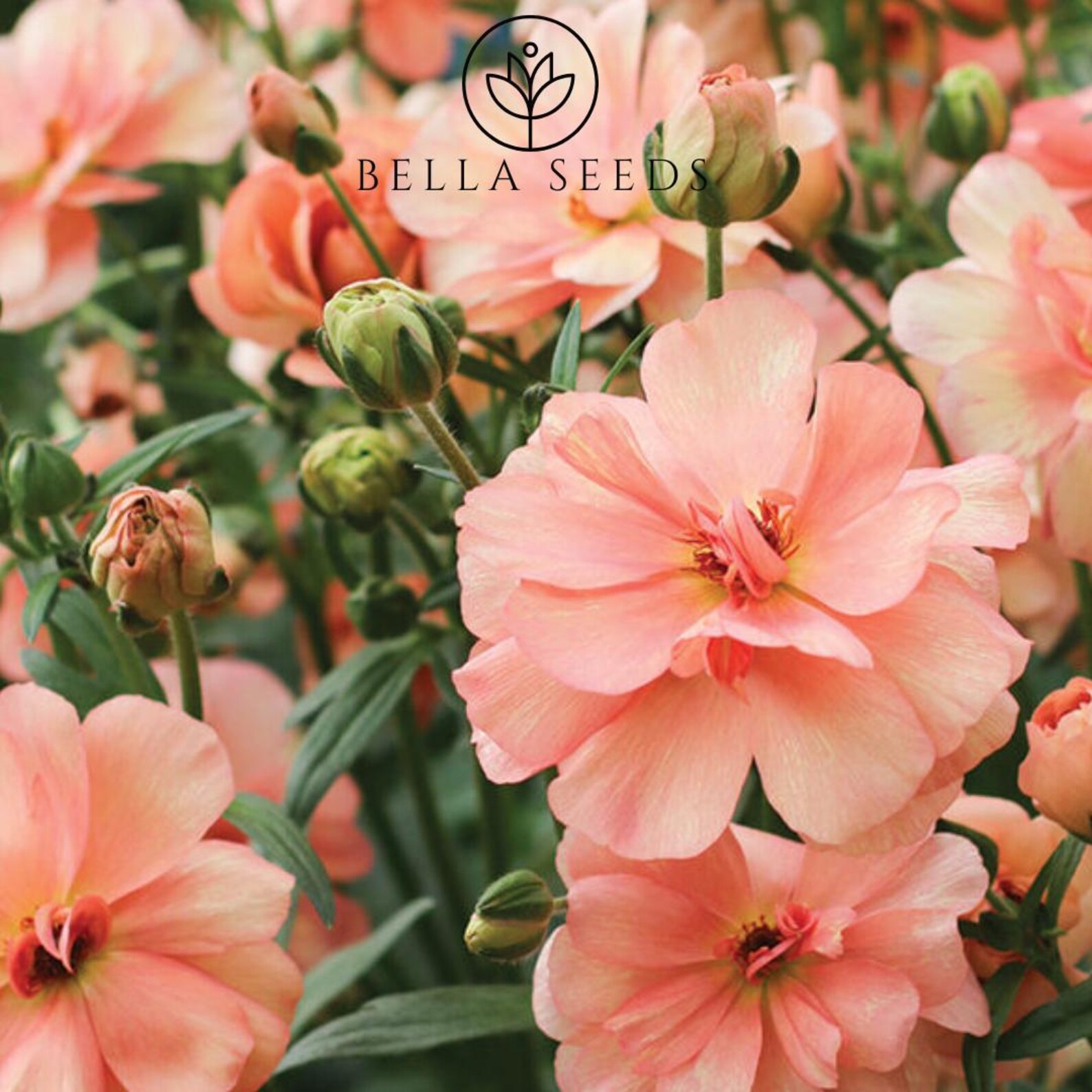 Butterfly™ Eris® Ranunculus Corms: Persian Buttercups, Huge ...
