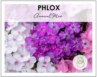 Annual Phlox Seed Mix Drummond, Phlox drummondii