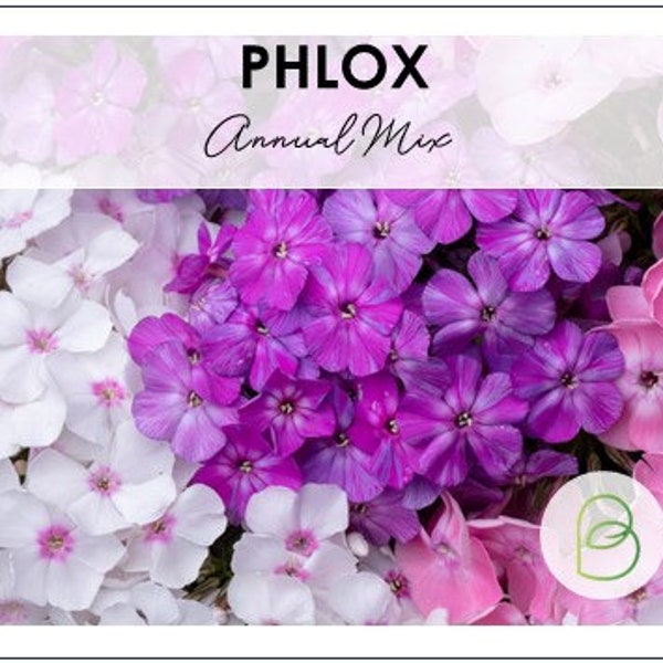 Annual Phlox Seed Mix Drummond, Phlox drummondii