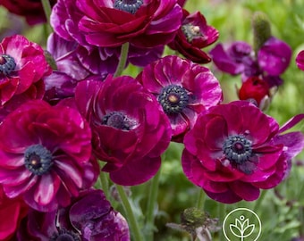 May include: Close-up of vibrant, deep magenta ranunculus flowers with dark centers. The petals are layered and ruffled, creating a full, textured appearance. Green stems and foliage provide a natural backdrop. The Bella Seeds logo is visible in the bottom right corner.