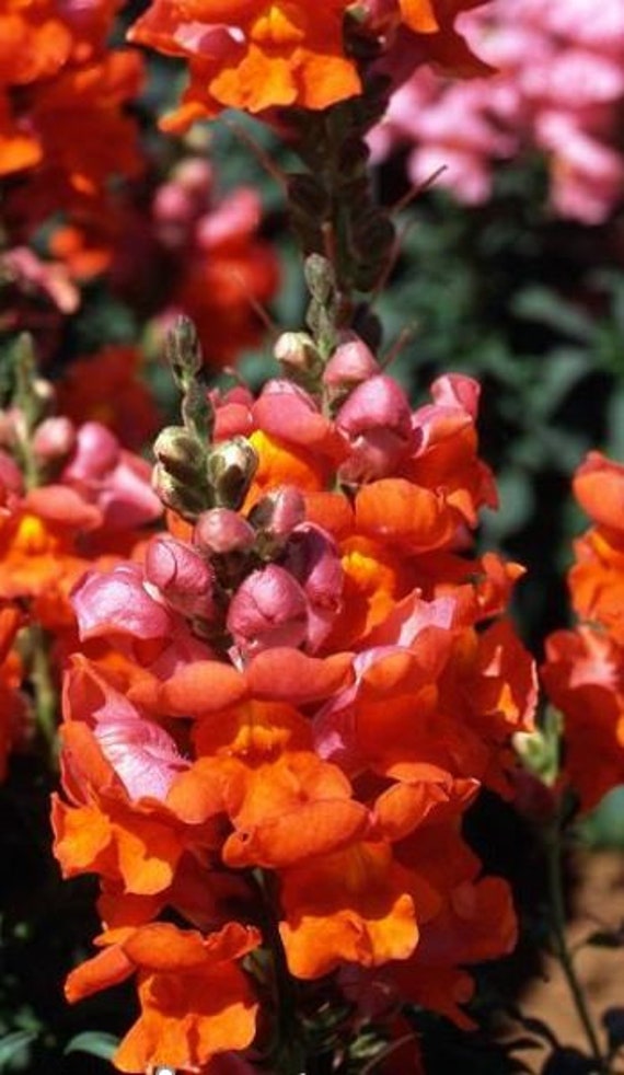 Snapdragon Liberty Classic Bronze Seeds Etsy