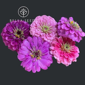 Benary&#39;s Giant Zinnia - Adeline Mix, 15 seeds, Zinnia Mix, Heirloom seeds