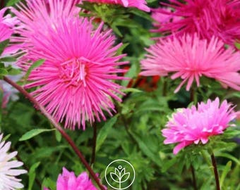 Aster Needle Mix Seeds, 25 Seeds