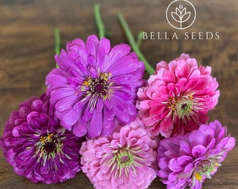 Benarys Giant Carmine Rose Zinnia Seeds, Largest Giant Zinnias