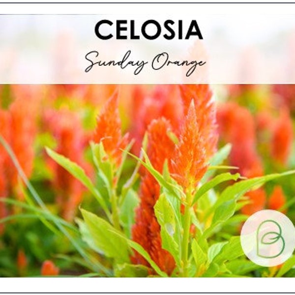 Celosia, Sunday Orange 10 Seeds, Pelleted seeds, Rare Seed, Cut Flowers