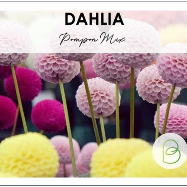 Dahlia Pompon Mix 50 Seeds Ball Flower Seeds - Heirloom Seeds, Dahlia Flower, Cut Flower Seeds, Pollinator Friendly, Open Pollinated Non-GMO