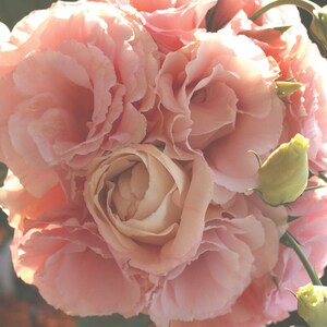 May include: A close-up of a bouquet of soft pink flowers, with multiple blooms and a few green buds. The petals have a delicate, ruffled texture, and the overall effect is soft and romantic. The flowers are in full bloom, with a few buds still closed.