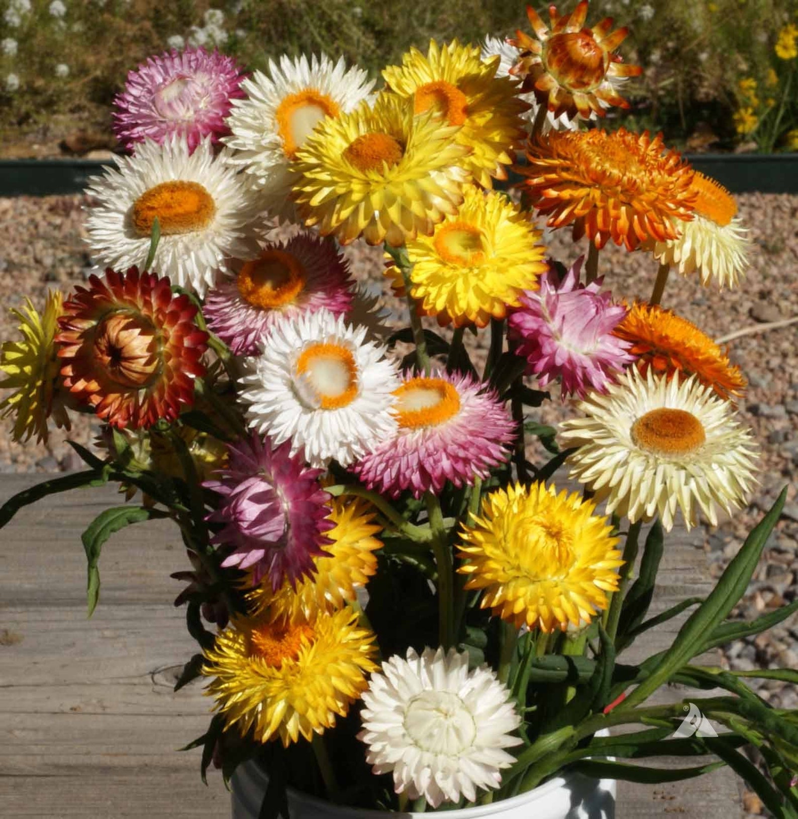 Strawflower Swiss Giant Seeds Etsy