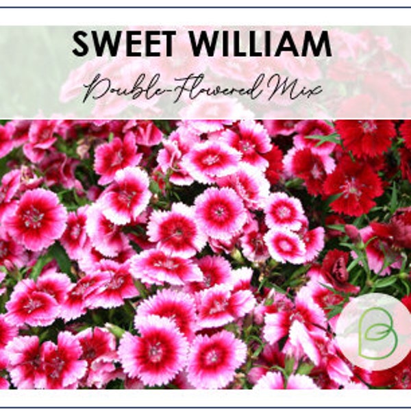 Sweet William Dianthus Double-Flowered Mix 25 seeds