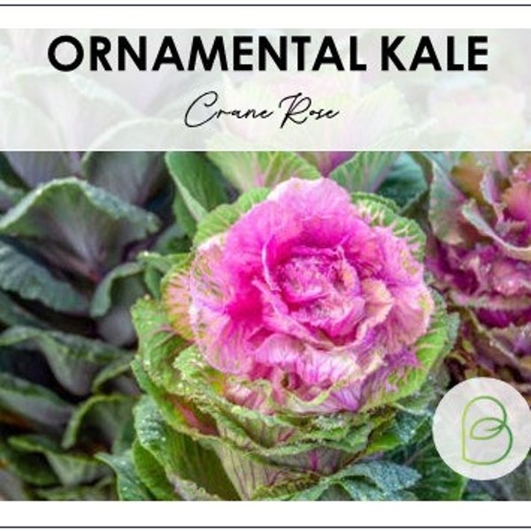 Crane Rose Flowering Ornamental Kale Seeds
