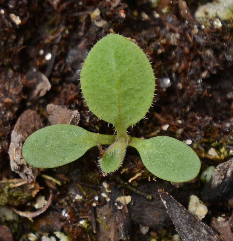 BellaSeedsUS Rudbeckia Black-Eyed Susan Seeds - Thumbnail 3