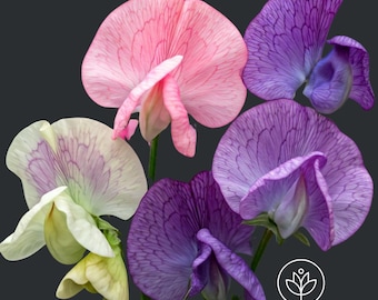 Incense Mix Sweet Pea Seeds, 10+ seeds, Lathyrus odoratus