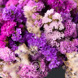 Statice Petite Bouquet Mix 25+ Seeds