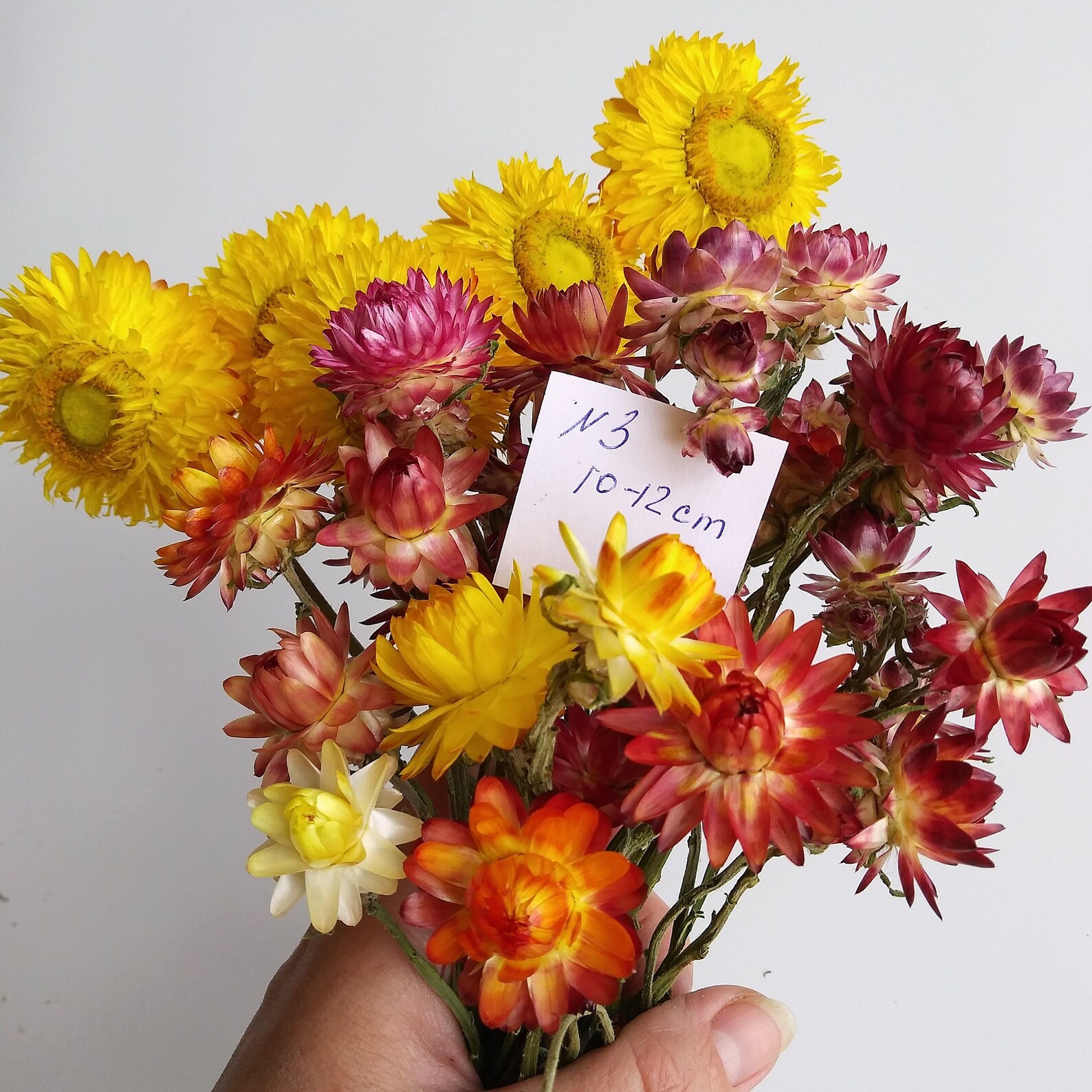 Strawflower Swiss Giant Seeds Etsy