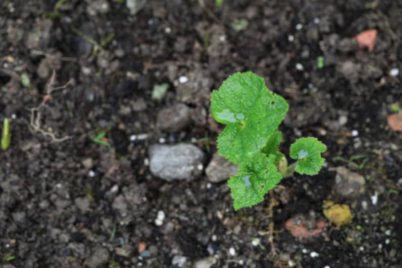 Bella Hollyhock Chaters Seeds - Thumbnail 5