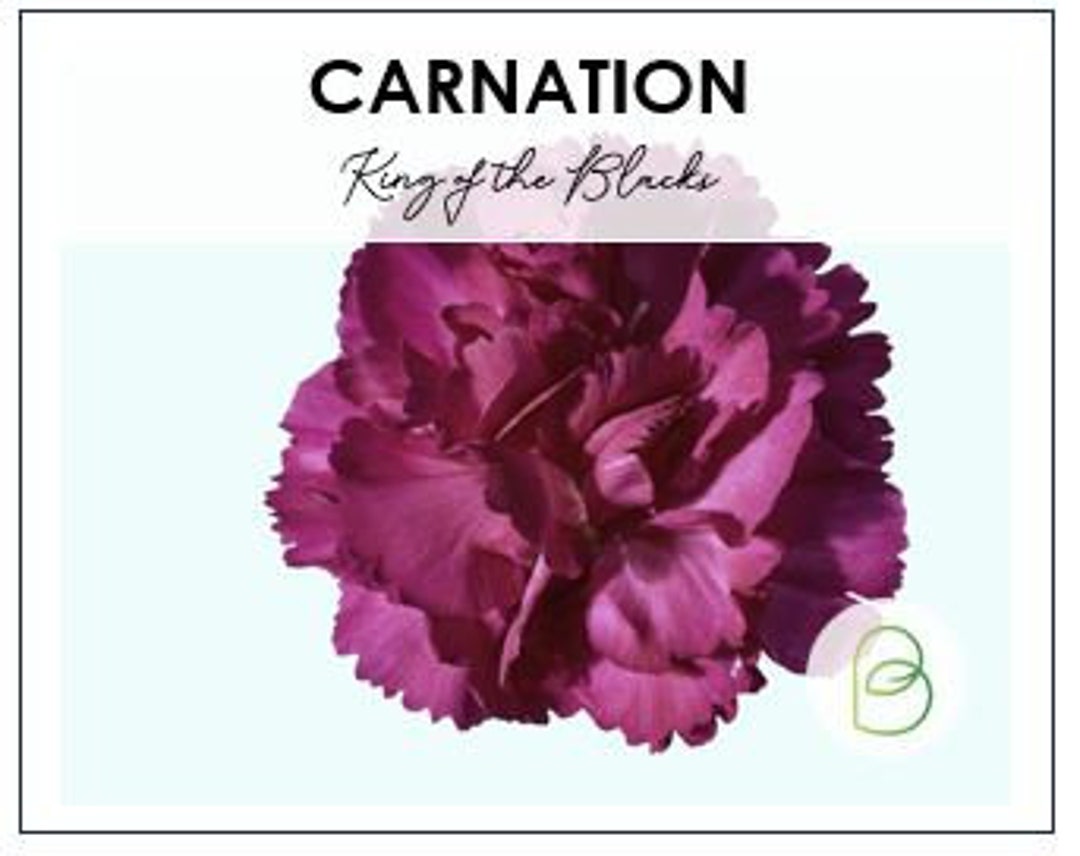 Carnation Grenadin King of the Black Seeds, Dianthus, Cut Flower Seeds