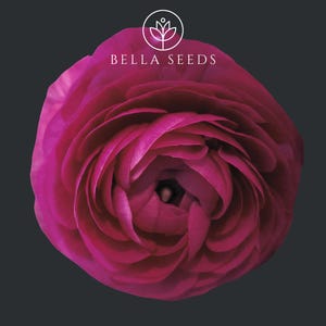 May include: A close-up of a vibrant, deep pink ranunculus flower with tightly layered petals. The flower is centered against a dark gray background. The Bella Seeds logo is in the upper center.