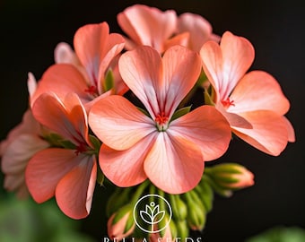 Geranium BullsEye Salmon Seeds || Annual Flower Seeds || Pelargonium x hortorum || 10+ Seeds
