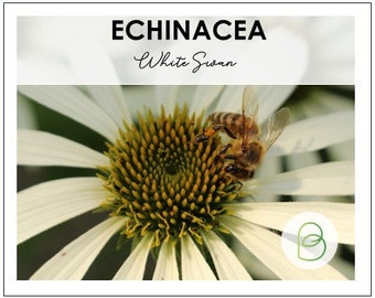 White Swan Echinacea Coneflower 50 Seeds